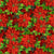 Fabric - Red Christmas Poinsettias - Half Yard