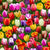 Fabric - Elizabeths Studio Multi Tulips - Half Yard