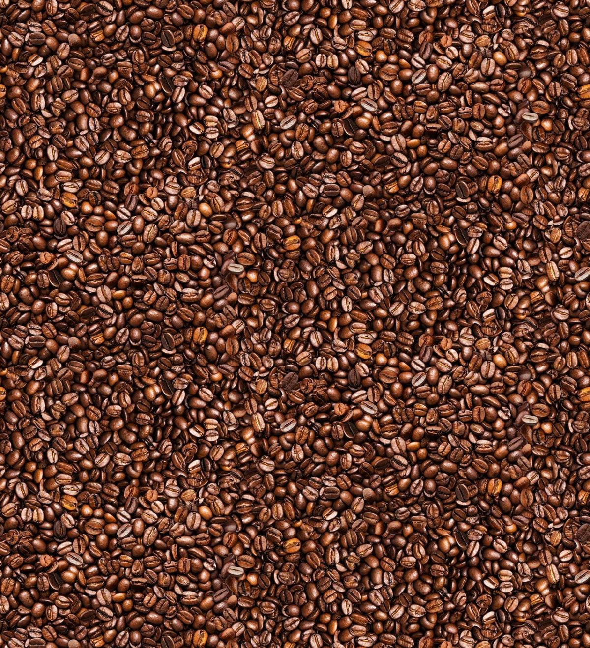 Fabric - Timeless Treasure Coffee Brown - Packed Coffee Beans - Half Yard